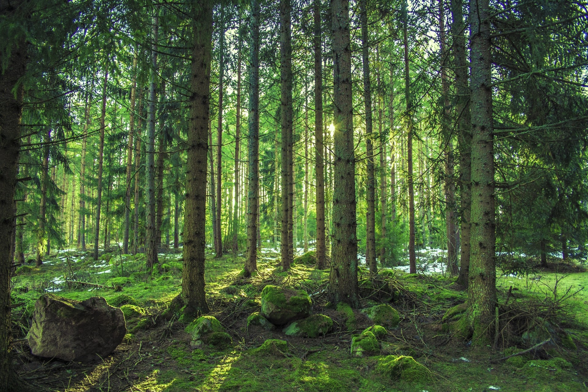 pietre alberi paesaggio foresta natura