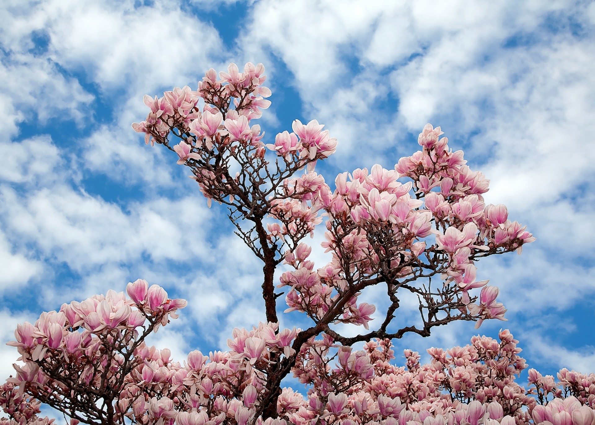 ky tree branches flower nature