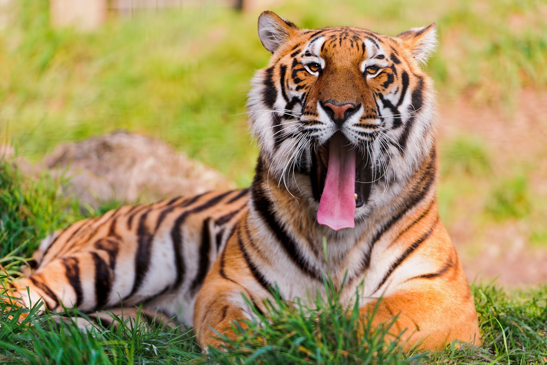 tigre sbadigli sguardo giace muso baffi grande gatto