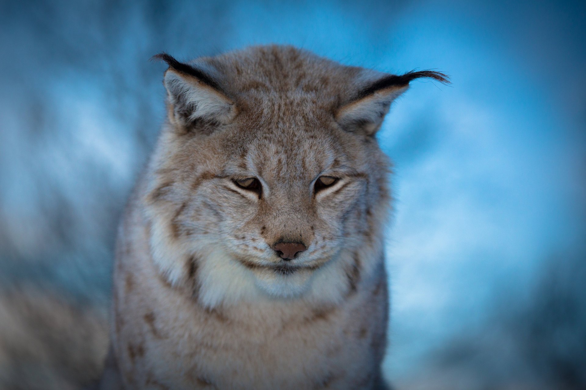 lynx flou fond bleu triste museau