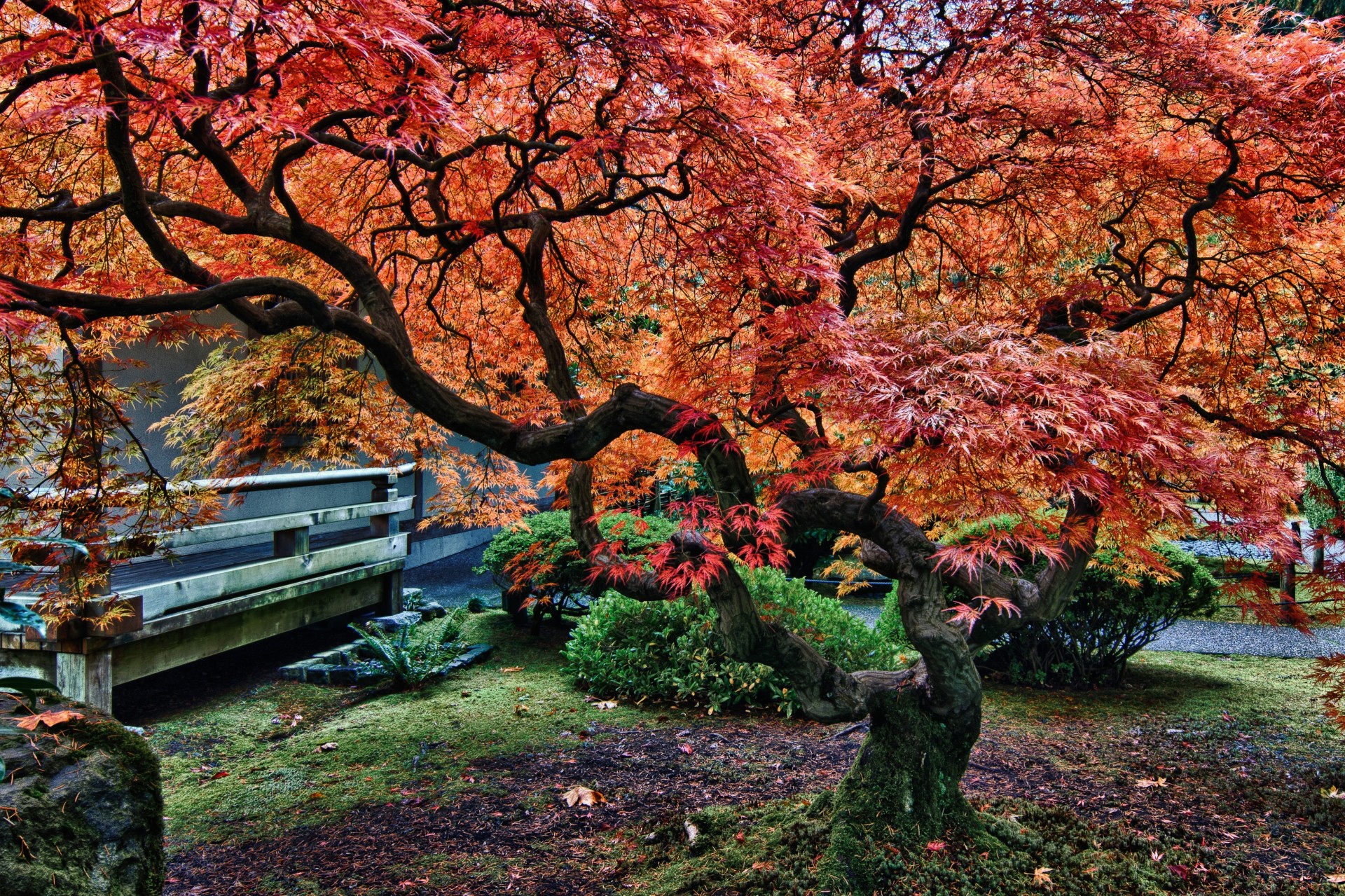 arbres paysage jardin japonais portland