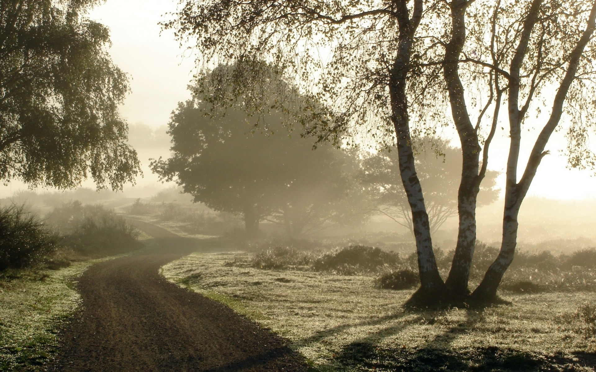 morgen birke schlamm nebel straße tau