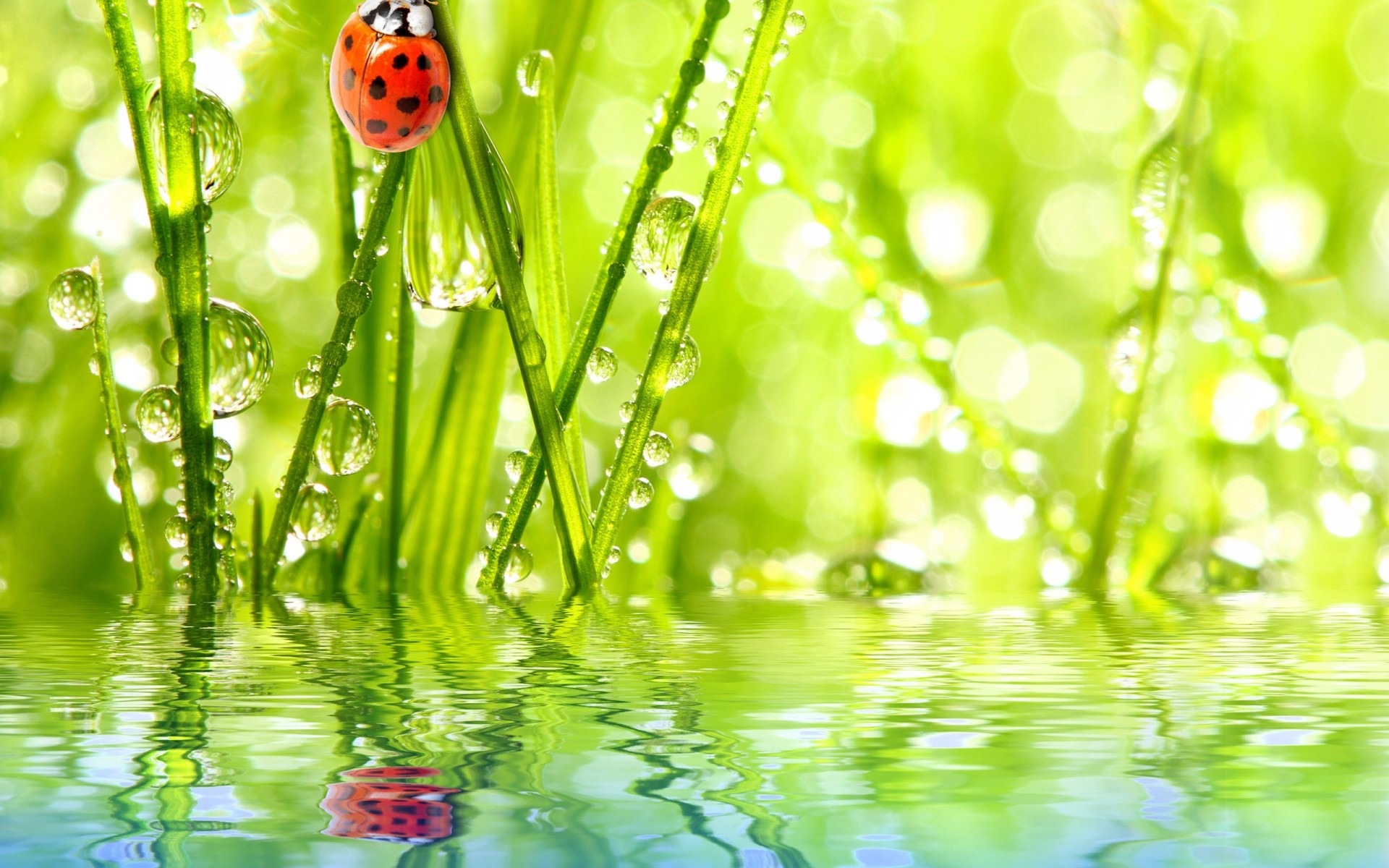 reflection ladybug water sky rose