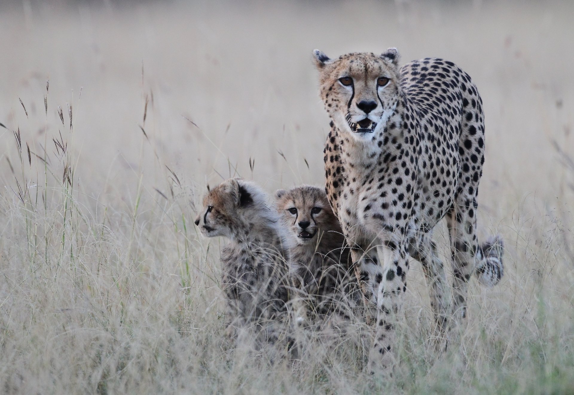 chita cheetah kittens predator