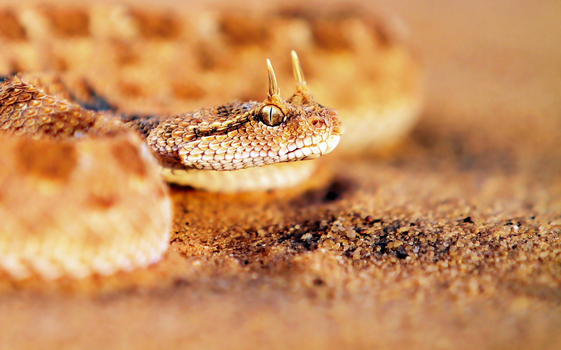 horny fi cerastes viper