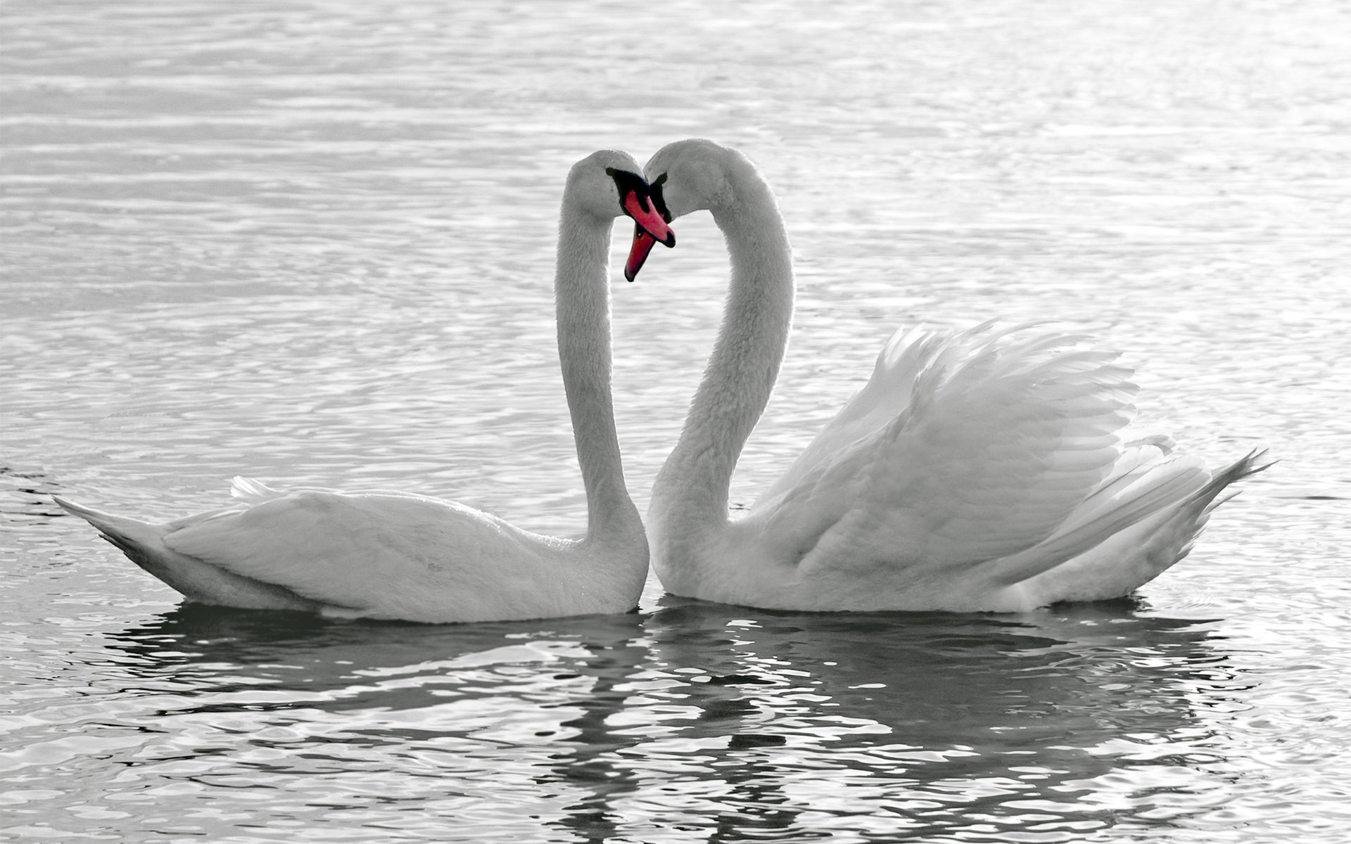 pájaros cisnes blanco agua amor