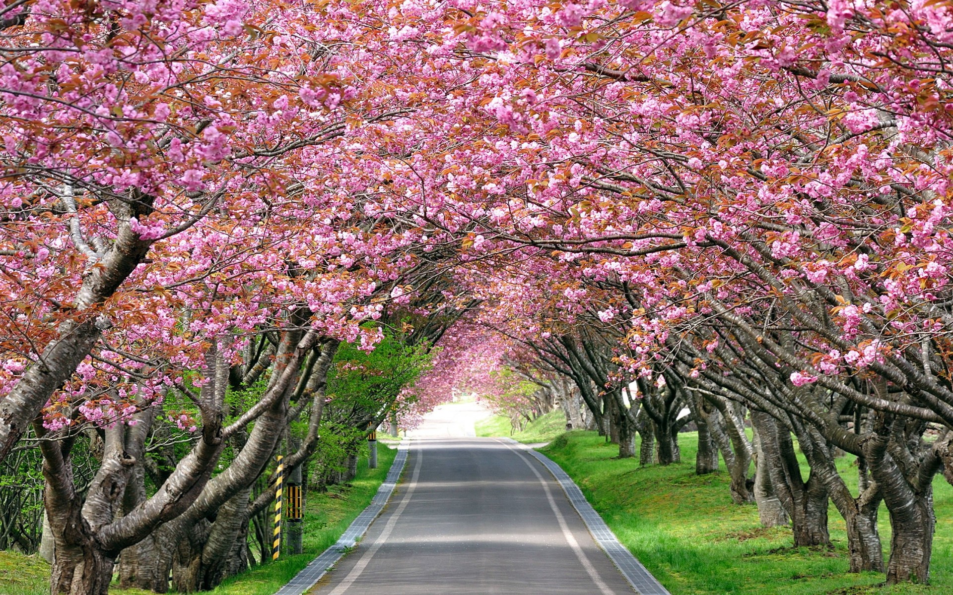 road landscape path tree alley