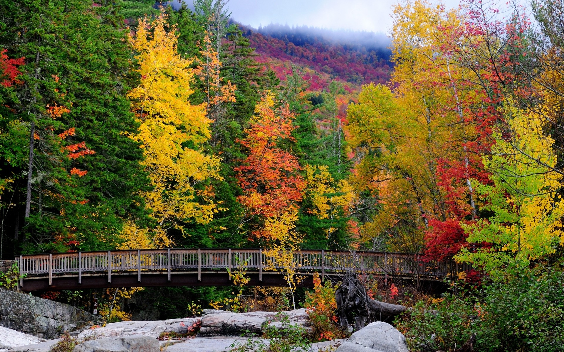 autumn tree landscape forest bridge