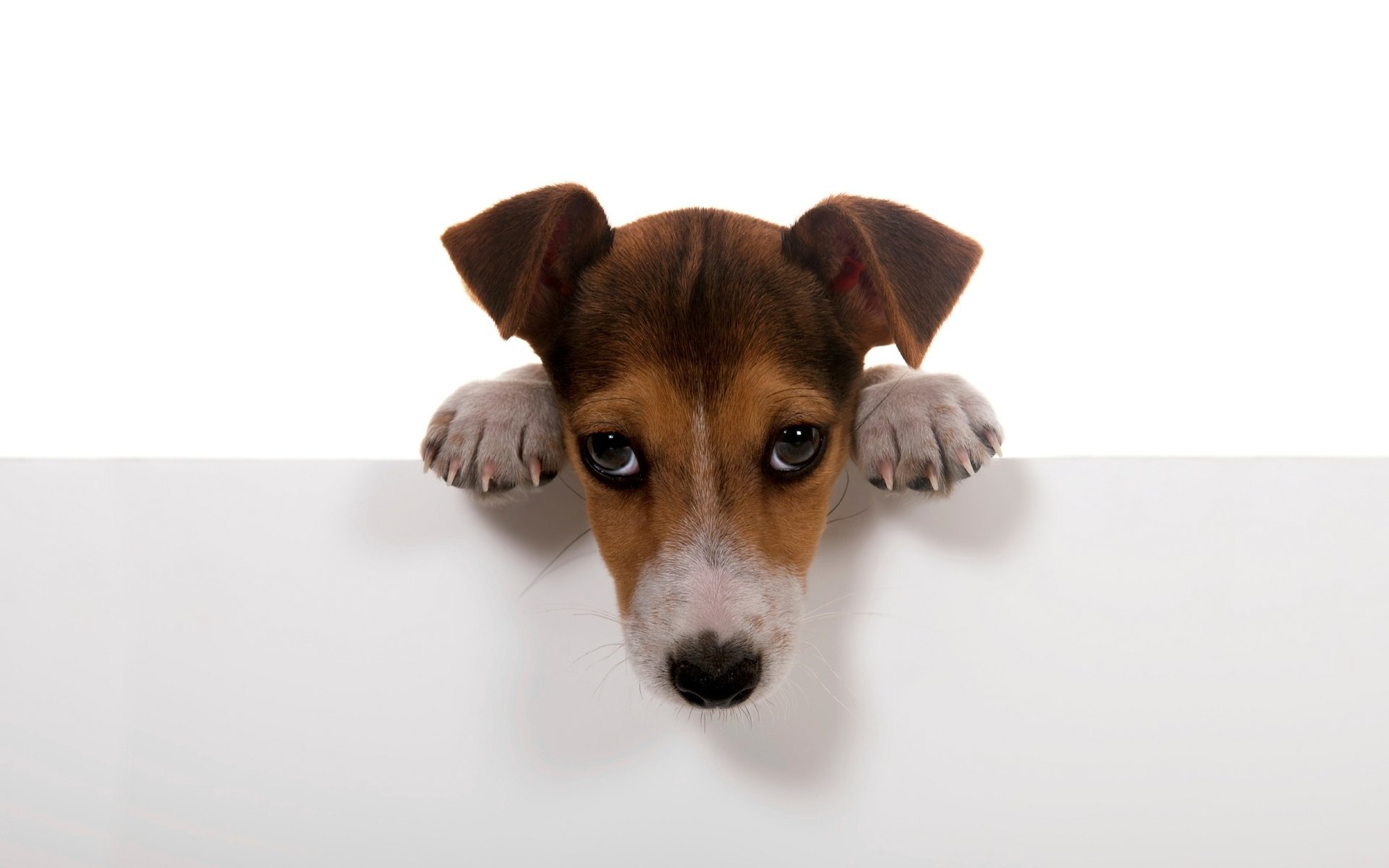 perrito perros blanco fondo patas pared perro cachorro