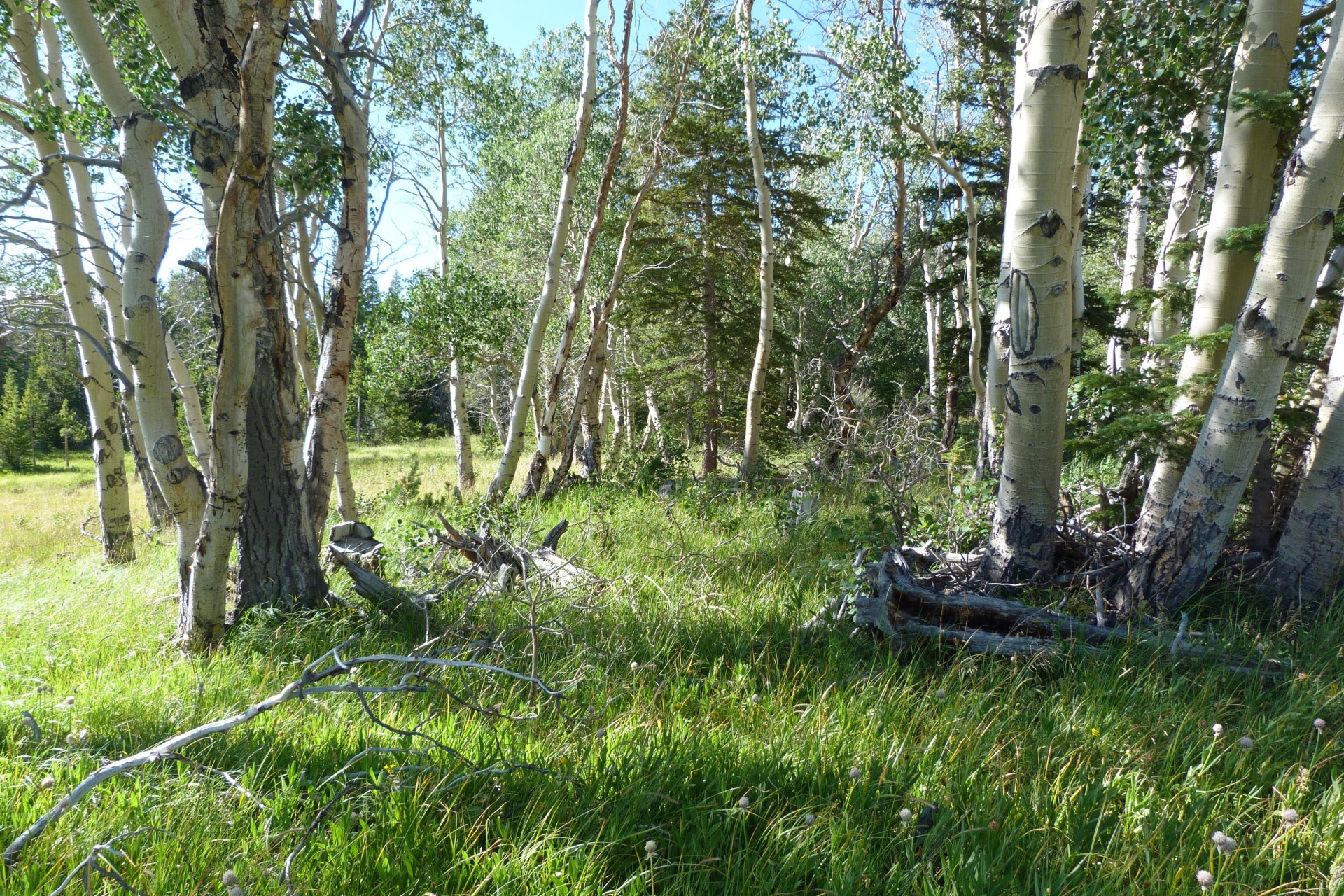 landscape tree grass forest green