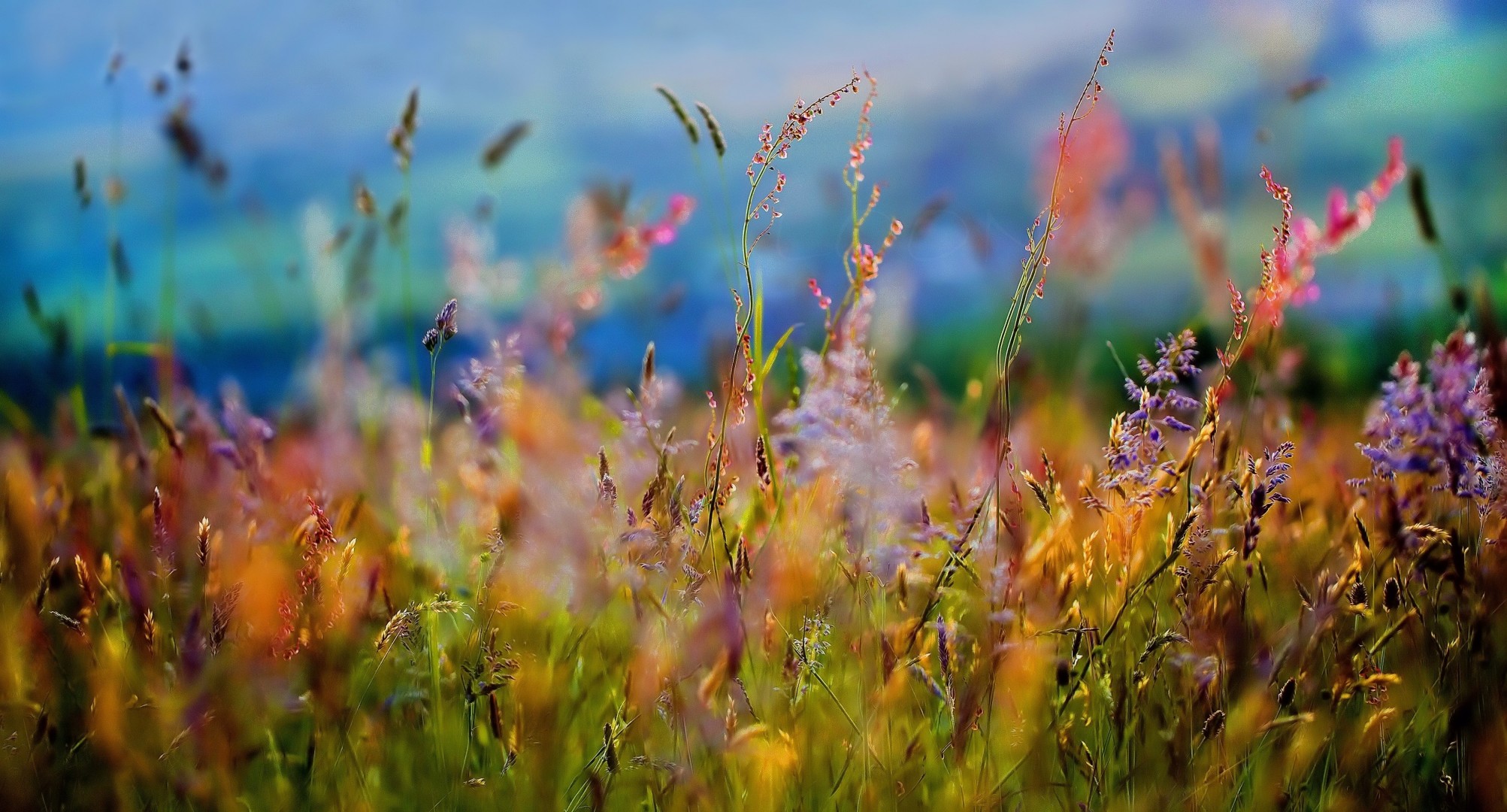 wiesen gras sommer blumen