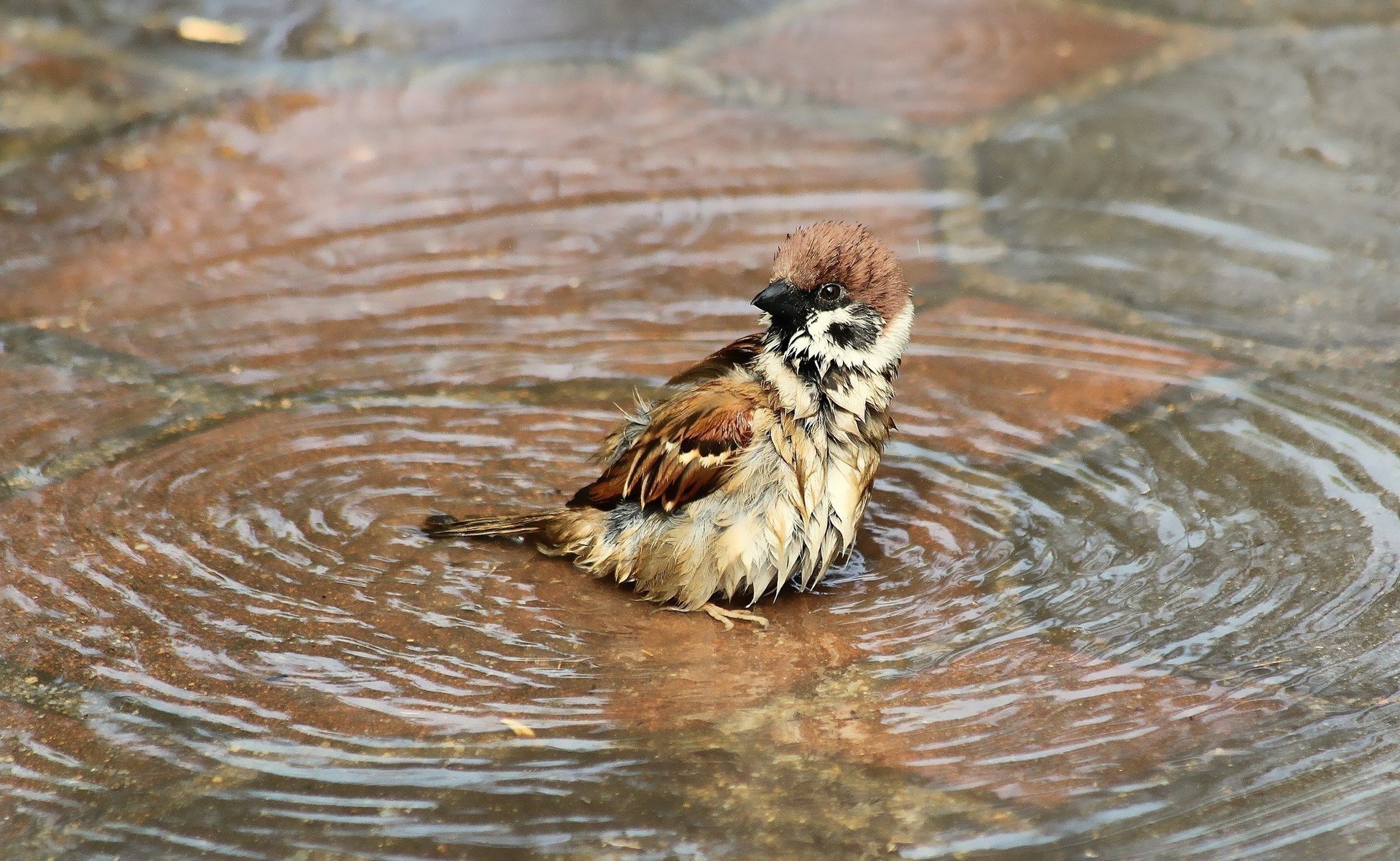 oiseau flaque d eau humide eau baignade moineau