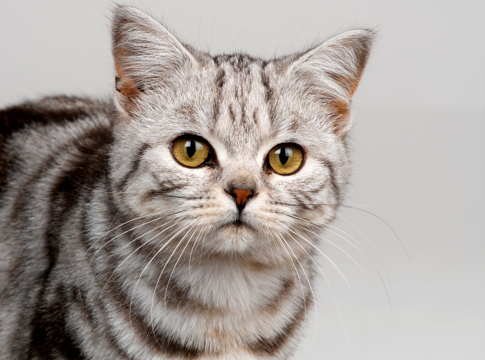 katze farbe streifen grau aussehen schnurrbart schnauze katze