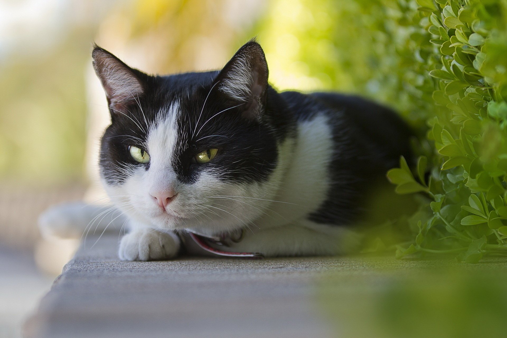 gatto sfondo vista