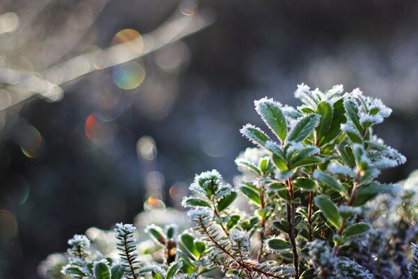 Plants on a frosty day in the snow