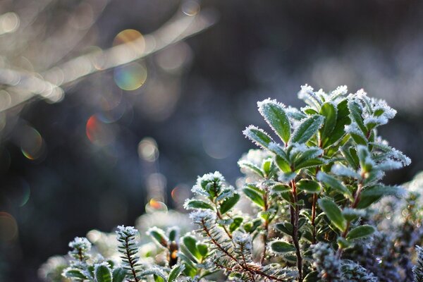 Plantas en un día helado entre la nieve