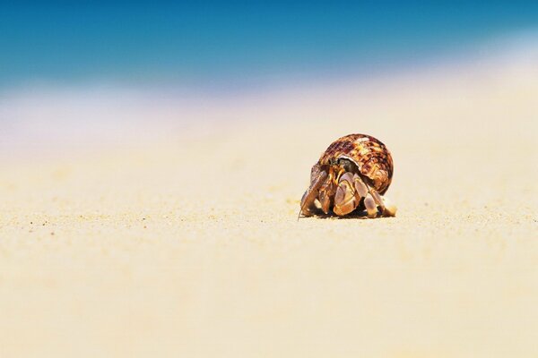 Crabe près de la mer sur la plage