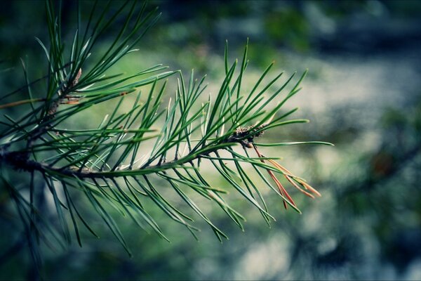 Pine branch close-up