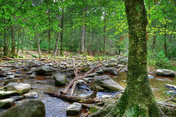 Ein Waldfluss, der mit großen Steinen übersät ist