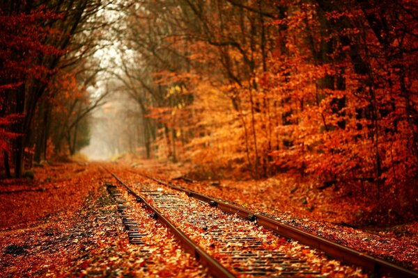 Bunter Herbstwald in der Nähe der Eisenbahn