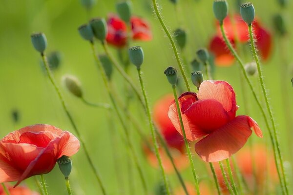 Poppy field, summer in the yard