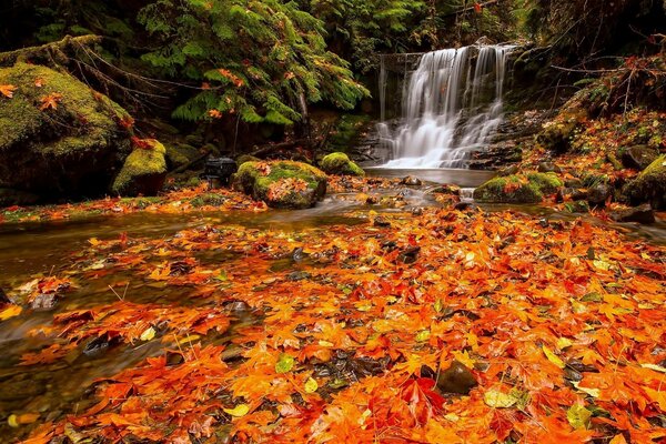 Cascada de otoño en el bosque