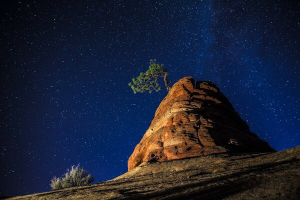 Árbol solitario en las rocas