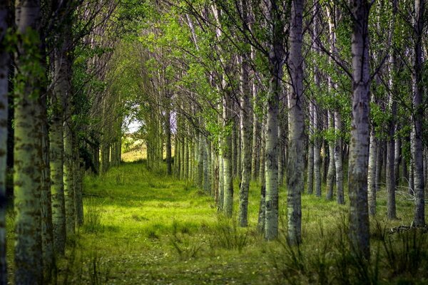 Birken auf dem Weg in den Wald