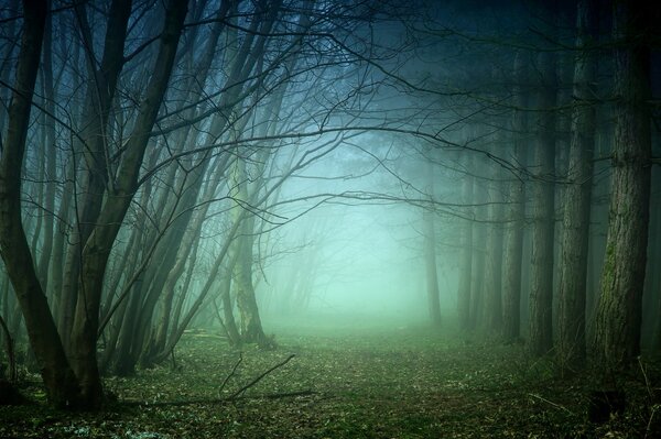 Nebel im leeren Wald