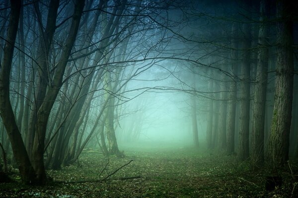 Туман в пустом лесу