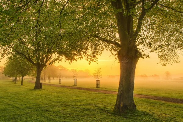 Landscape of trees in the distance fog