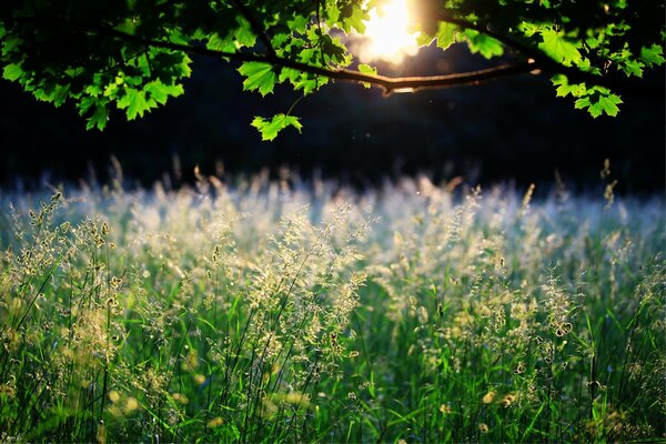 Sunny summer in nature with spikelets and silence