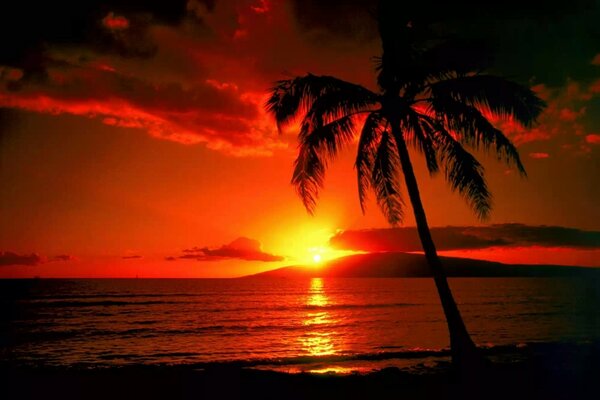 Puesta de sol roja en los trópicos entre palmeras