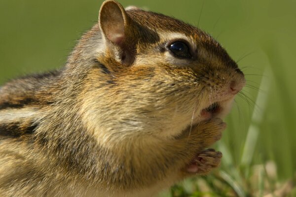 A chipmunk saw a predatory animal