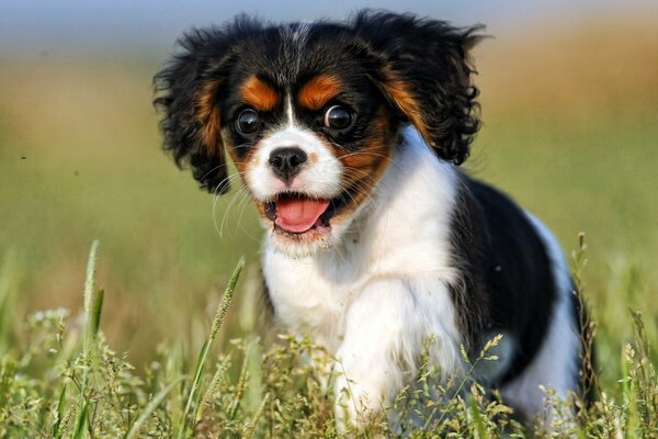 El perro Mira con una mirada loca