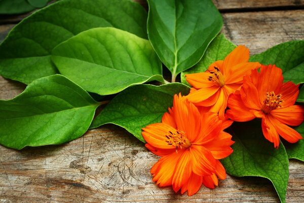 Orange flowers and green leaves on the wooden surface