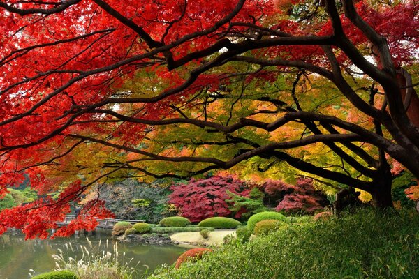 A picture of a Japanese garden. Trees