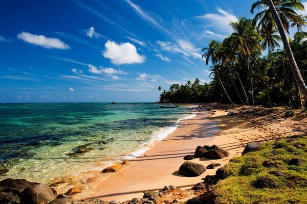 Прекрасное лето на тропическом пляже с пальмами