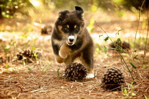 Cane in natura che gioca con i coni