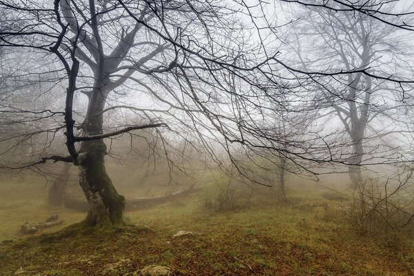 La belleza natural no conoce fronteras, el bosque, la niebla, el silencio!!!