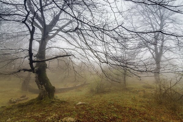 La beauté naturelle ne connaît pas de limites, forêt, brouillard, silence!!!