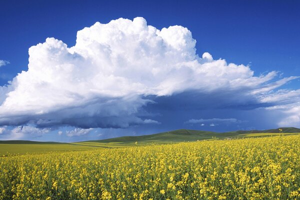 Yellow glade and blue sky