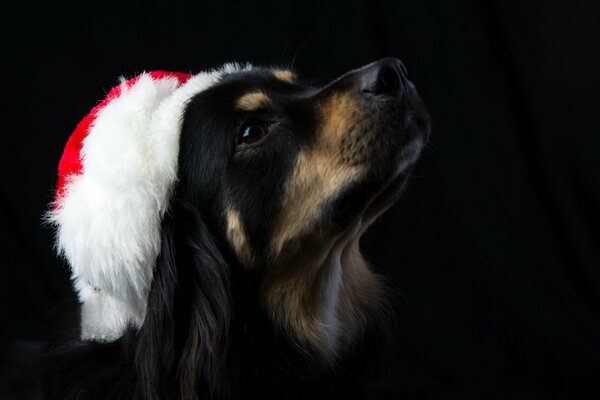 A dog in a Santa hat with a serious look