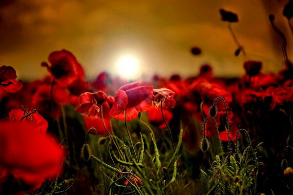 Feld der roten Mohnblumen bei Sonnenuntergang