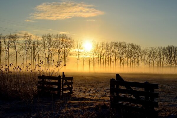 Puesta de sol en el campo, árboles secos y espiguillas