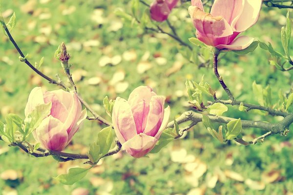 Flores de Magnolia en flor sobre un fondo borroso verde y amarillo