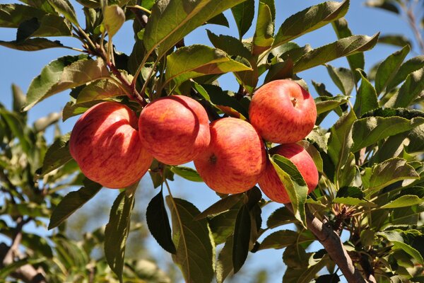 Branch with apples in summer