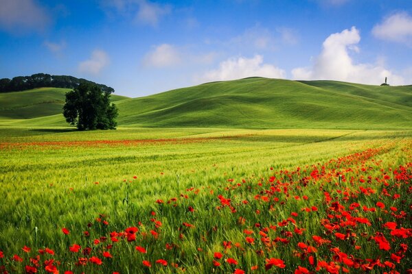 Mohnblumen, rote, schöne Hügel. Der Charme der Natur