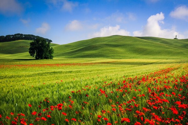 Papavero, rosso, colline piene di bellezza. Il fascino della natura