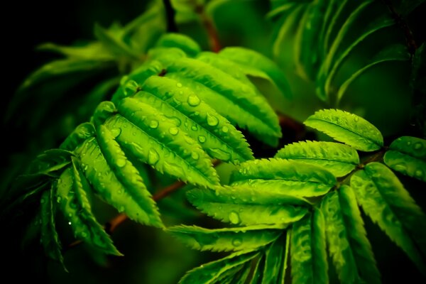 La rugiada cade su una foglia verde